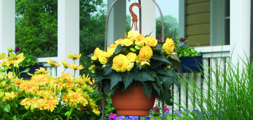Begonia tuberhybrida F₁ Nonstop® Mocca Yellow | Benary
